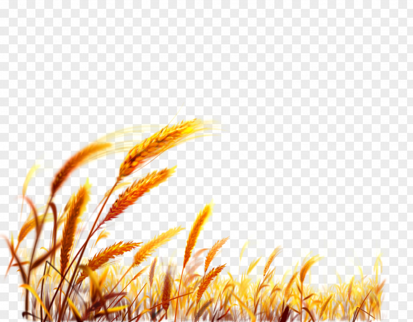 Chinese Wheat Desktop Wallpaper Harvest PNG