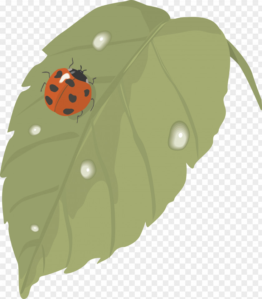 Ladybird Beetle Bokförlag Leaf Publishing Clip Art PNG
