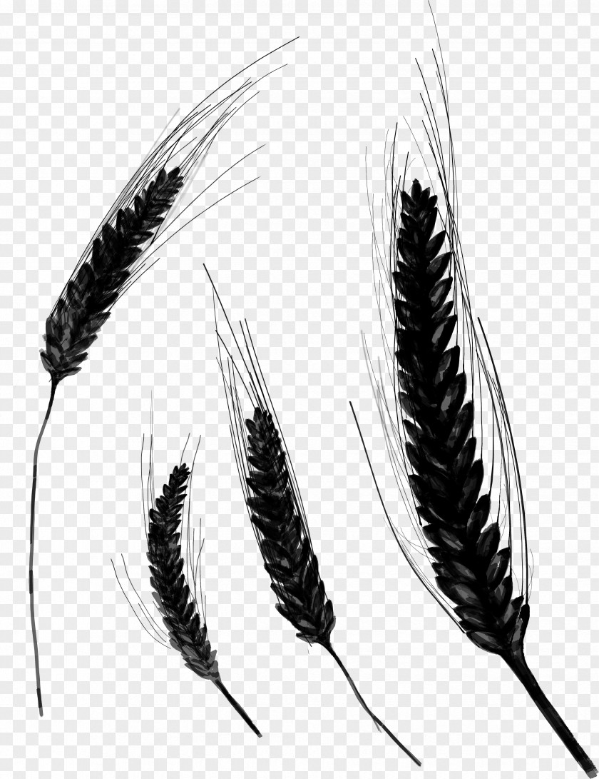 M Grasses Black & White PNG