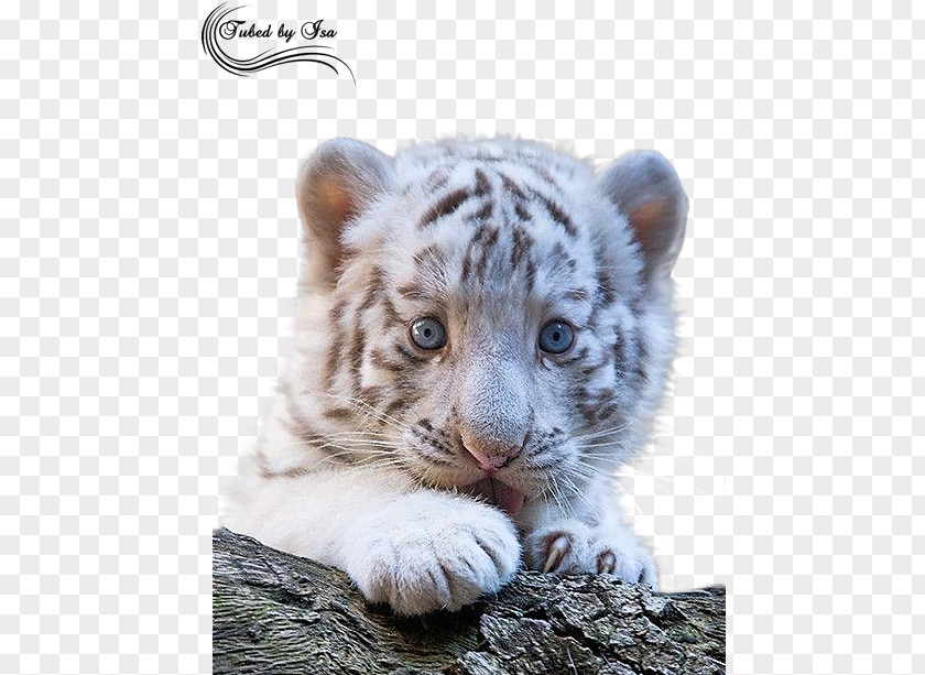 Stay Meng Small Tiger Siberian Bengal Golden Cubs Cat PNG