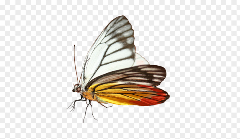 Butterfly Monarch Purposed For The Promise PNG
