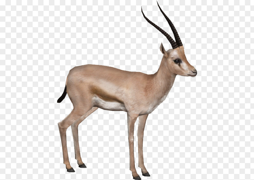 Gazelle HD Rhim Antelope Impala PNG