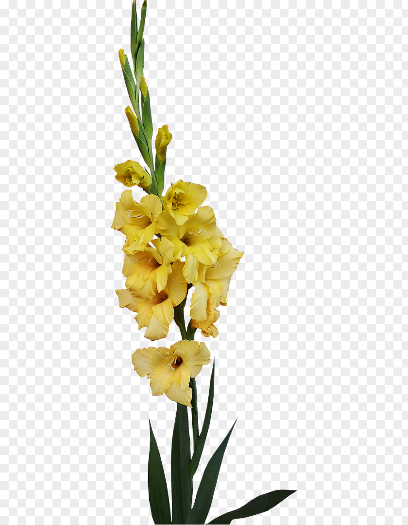 Gladiolus Cut Flowers Clip Art PNG