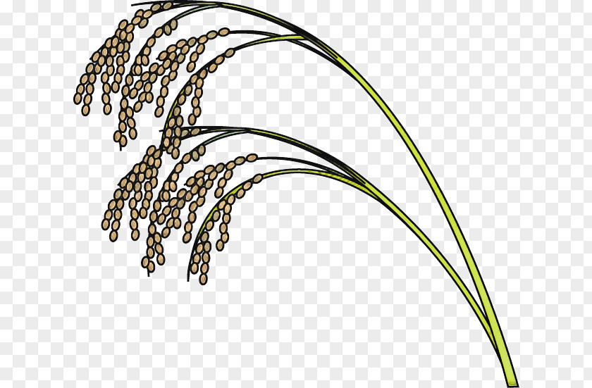 Sedge Family Millet Plant Grass Flower Sweet PNG
