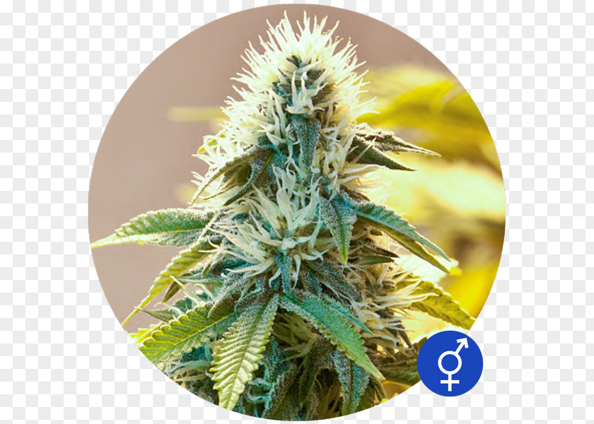 White Widow Cannabis Seed Kush Bulldog PNG