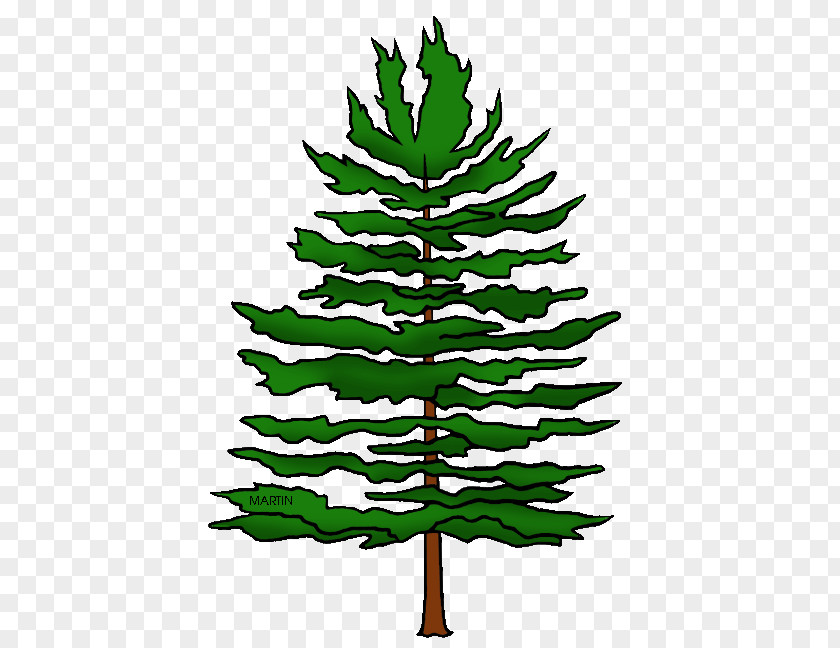 African Pine Fir Clip Art Image Free Content Graphics Spruce PNG