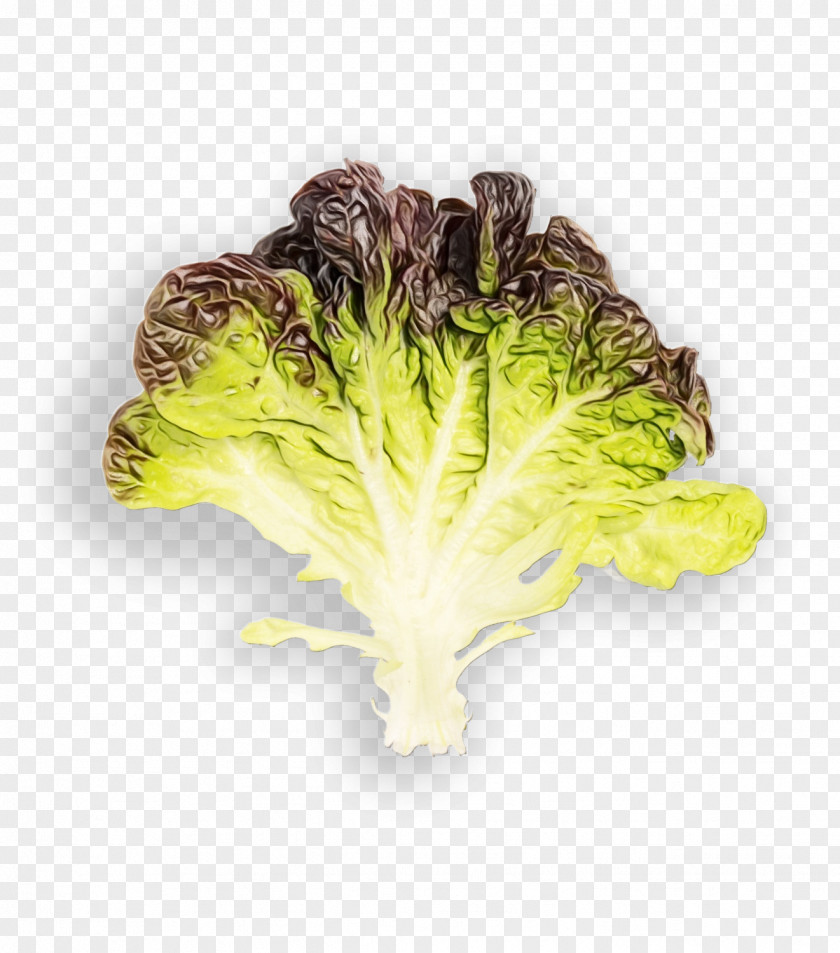 Chinese Cabbage Plant Leaf Vegetable Red Lettuce Romaine PNG