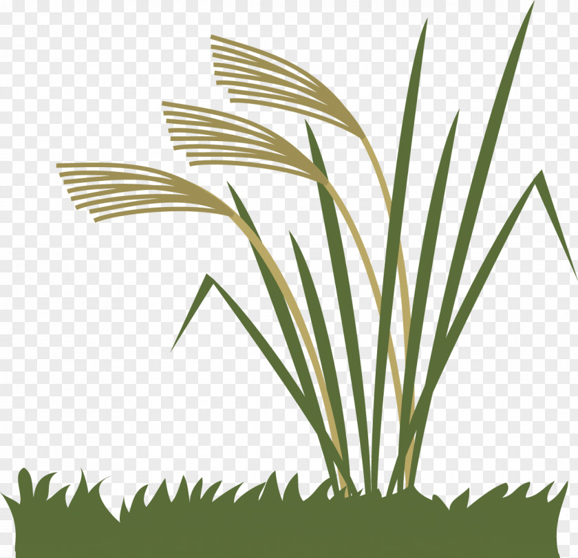 Fall Season Chinese Silver Grass Grasses PNG