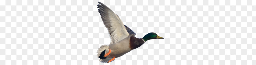 Goose PNG clipart PNG