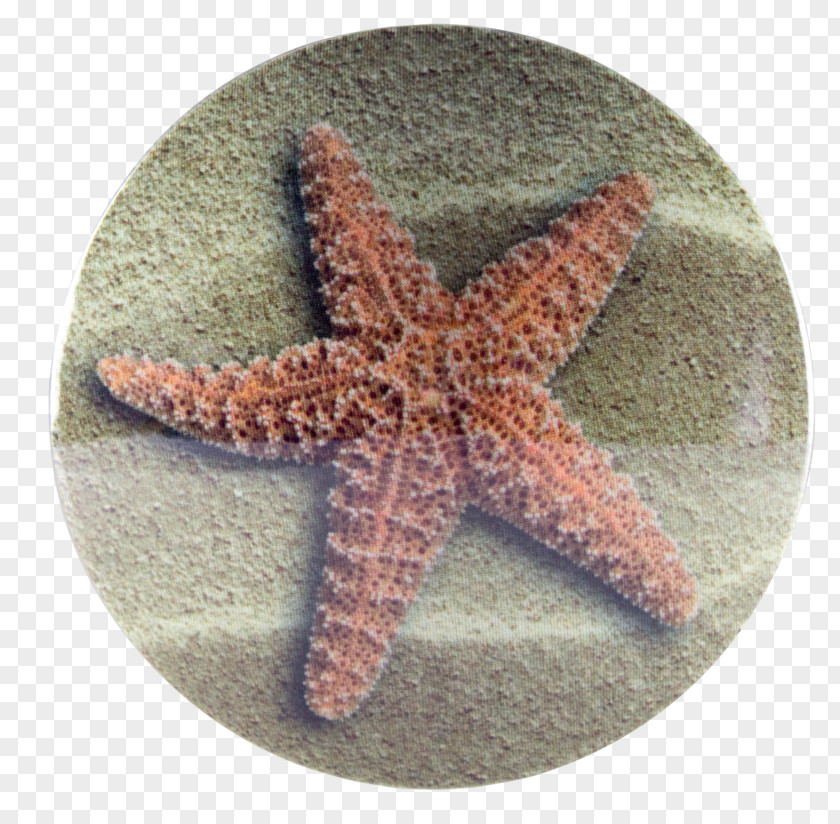 Starfish Echinoderm Door Stops Plug Paperweight PNG