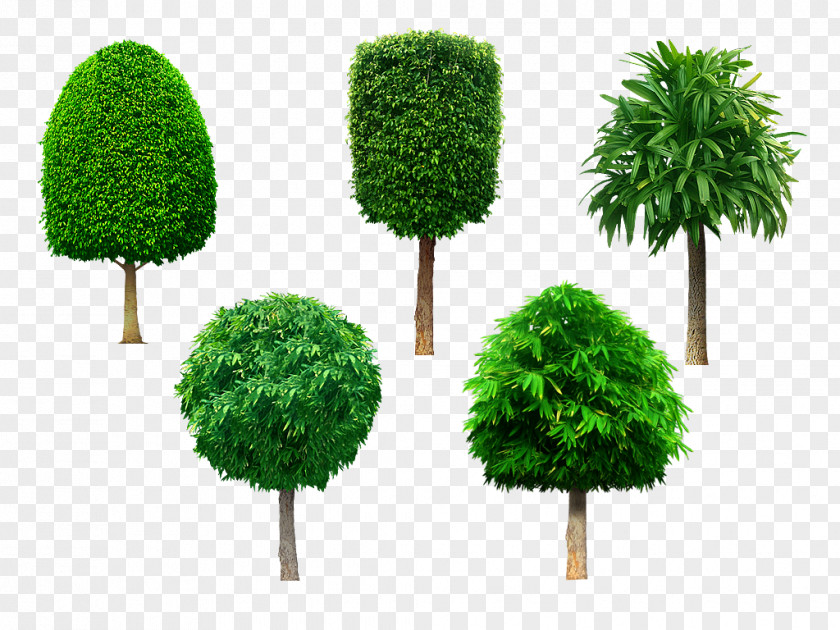 Tree Shrub Evergreen PNG