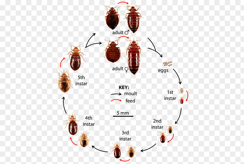 Bedug Insect Bed Bug Control Techniques Bite Pest True Bugs PNG