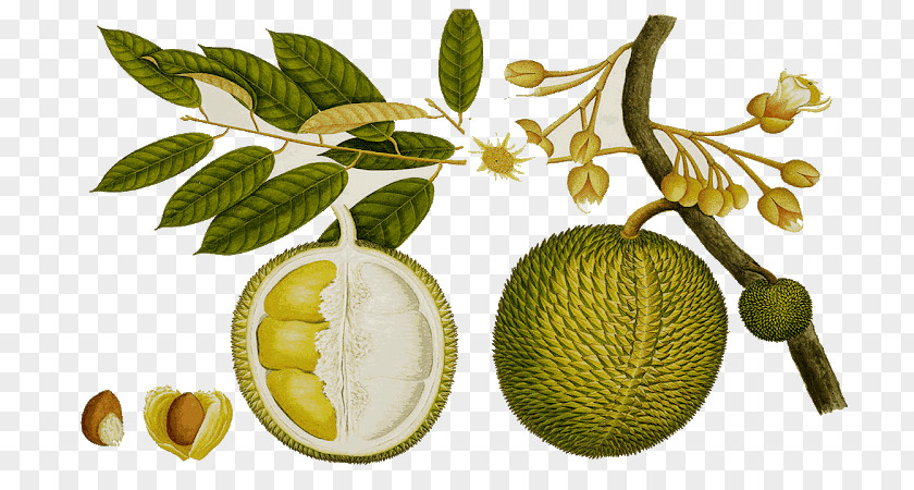 Durian Fruit Durio Zibethinus Clip Art Tree Food PNG