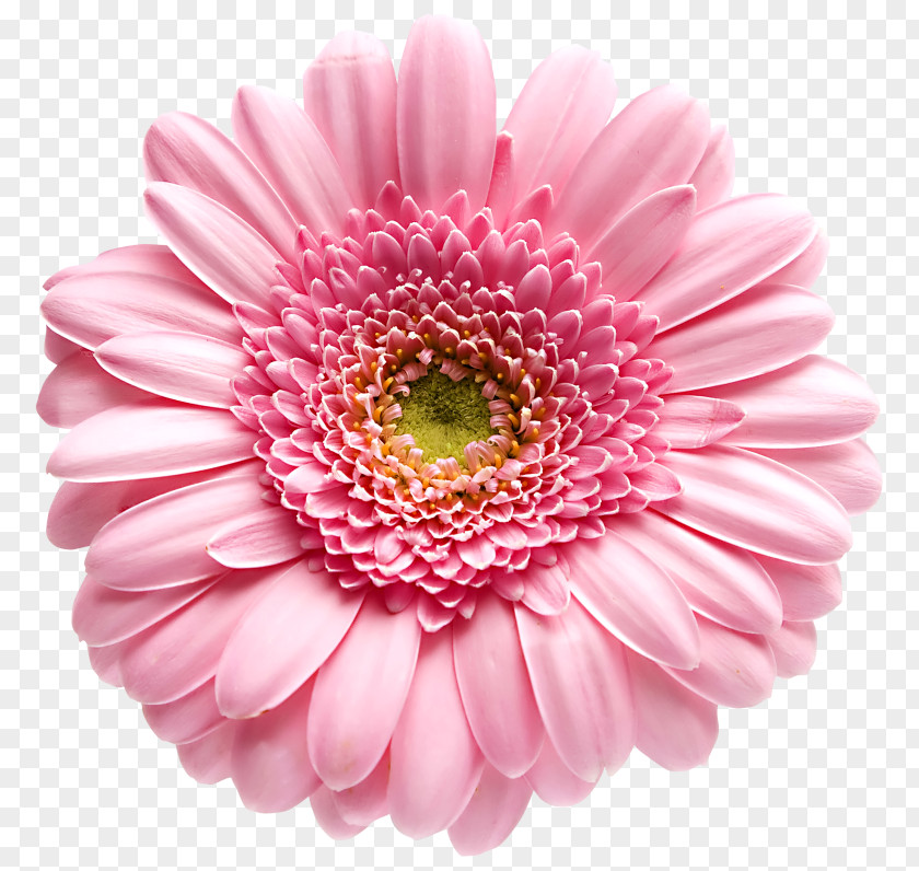 Flower Transvaal Daisy Family Stock Photography Royalty-free PNG