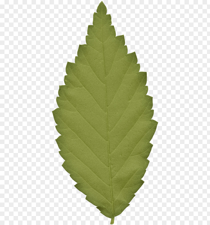 Green Leaves Leaf Gratis PNG