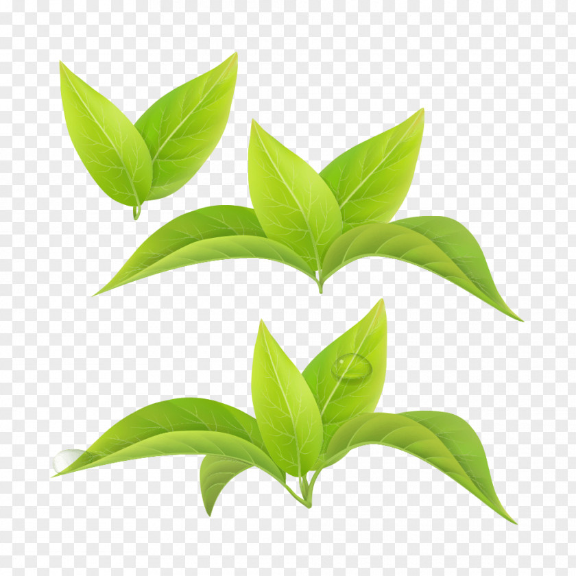 Green Tea Leaf White Matcha PNG