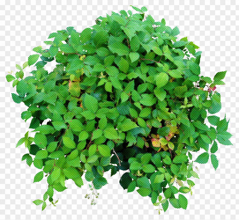 Plant Green Flower Leaf Grass PNG