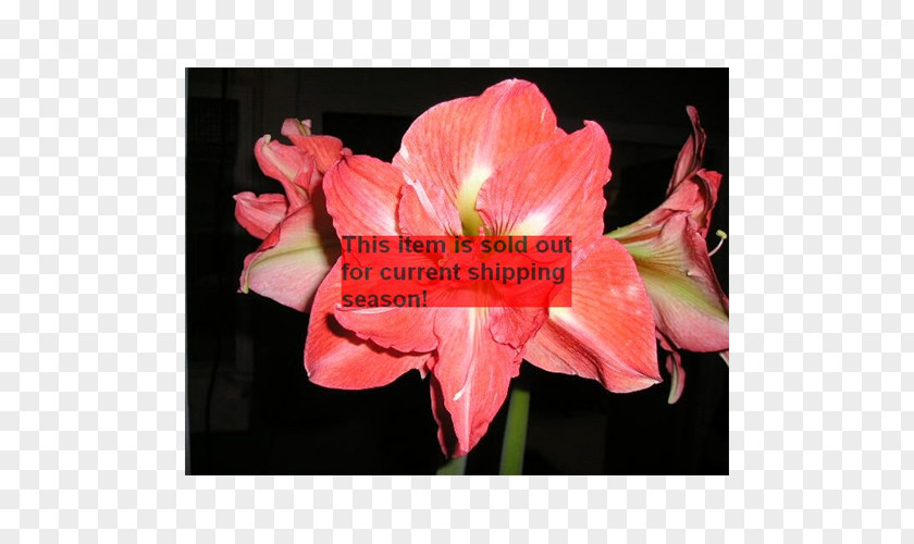 Plant Lilium Amaryllis Jersey Lily Of The Incas Alstroemeriaceae PNG