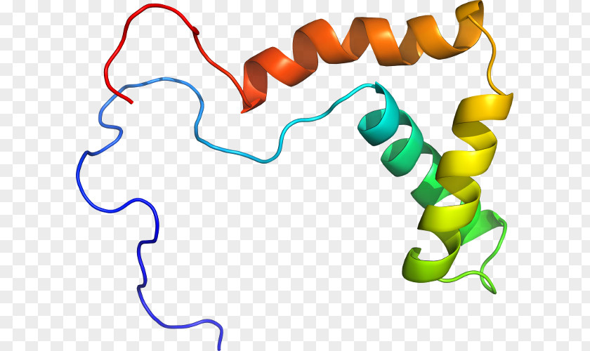 Protein Hemoglobin Organism Clip Art PNG