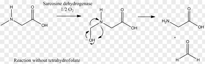 Sarcosine Dehydrogenase Enzyme Sarcosinemia Alanopine PNG