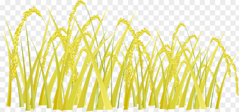 Vector Golden Rice Jasmine Oryza Sativa PNG