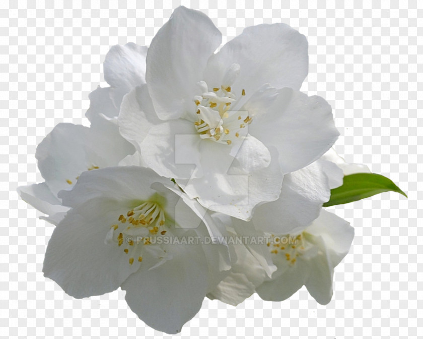 White Flower Arabian Jasmine Desktop Wallpaper Clip Art PNG