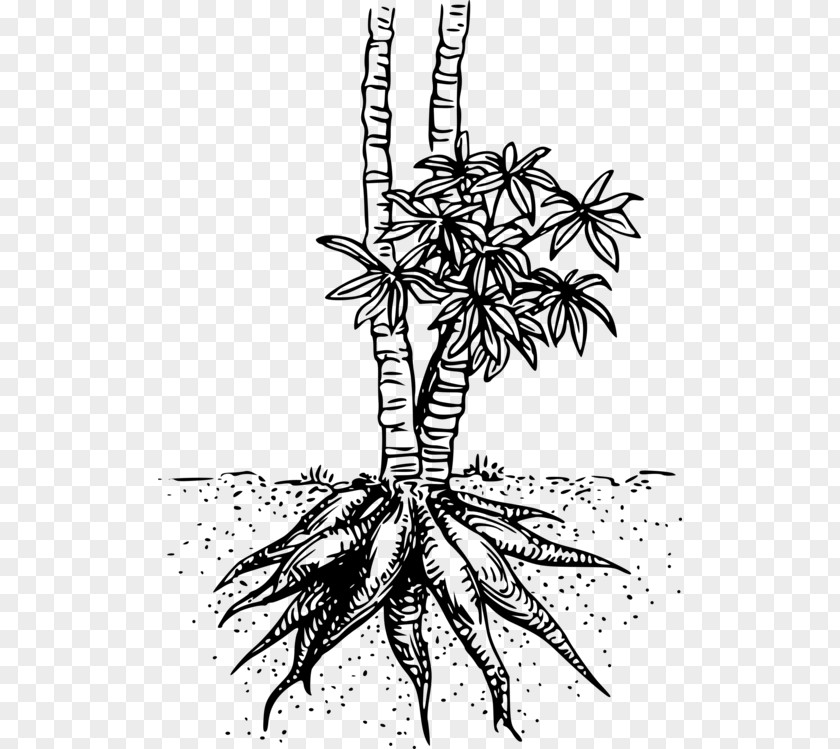 Arecales Herbaceous Plant Palm Tree Drawing PNG