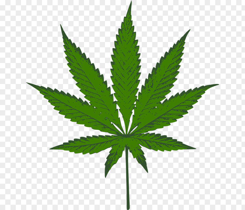 Cannabis Medical Maura Pfefferman Drug PNG