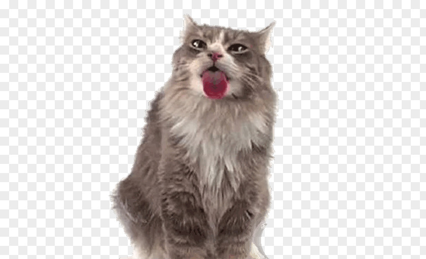 Cat Kitten Desktop Wallpaper Screensaver Computer Monitors PNG