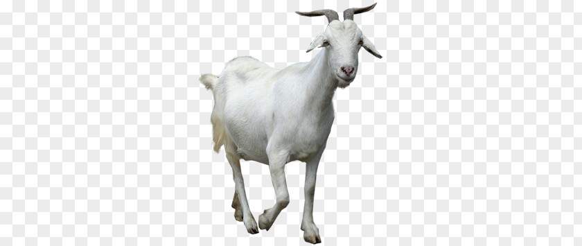 Goat PNG clipart PNG