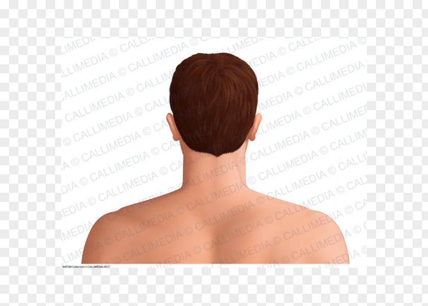 Head And Neck Shoulder Hair Coloring PNG