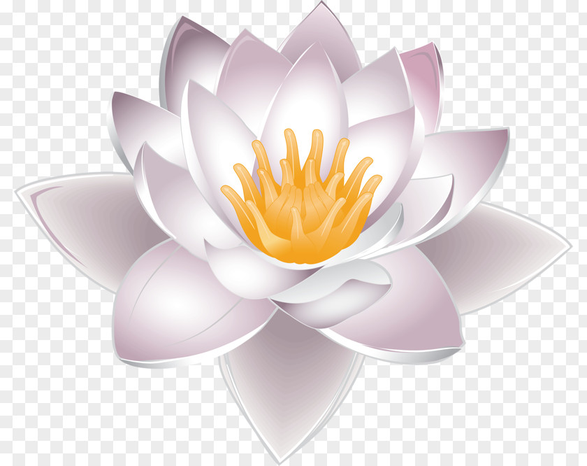 Pink Lotus Nelumbo Nucifera Water Lily Clip Art PNG