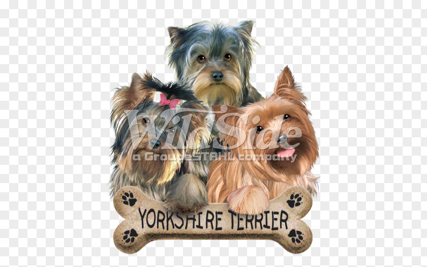 Puppy Yorkshire Terrier Australian Silky Morkie Cairn PNG