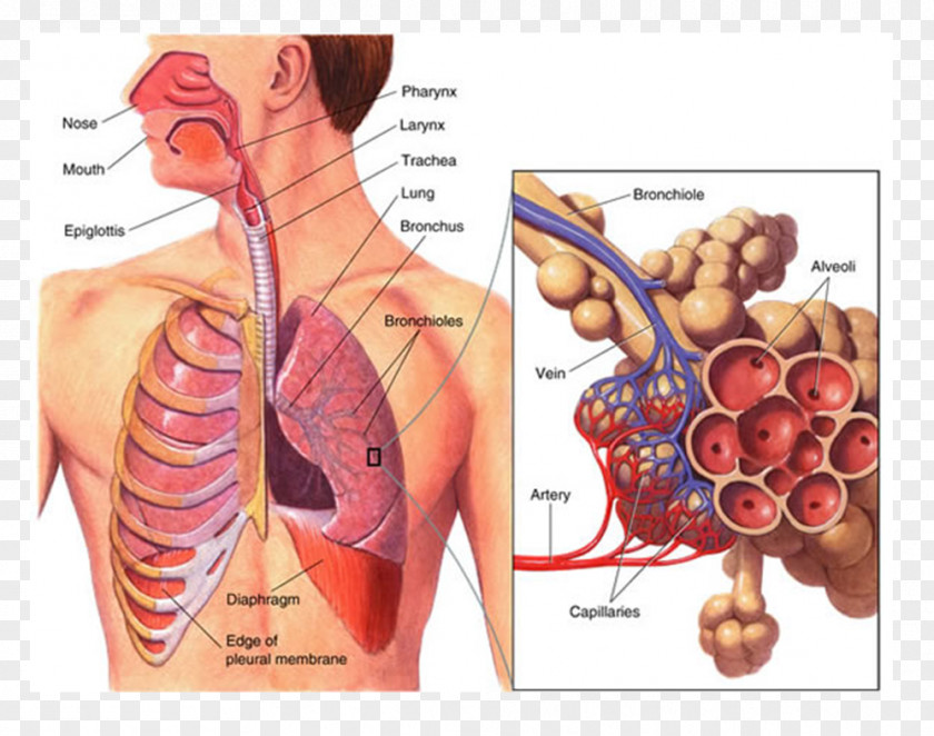 Respiration Respiratory System Human Body Function Circulatory PNG