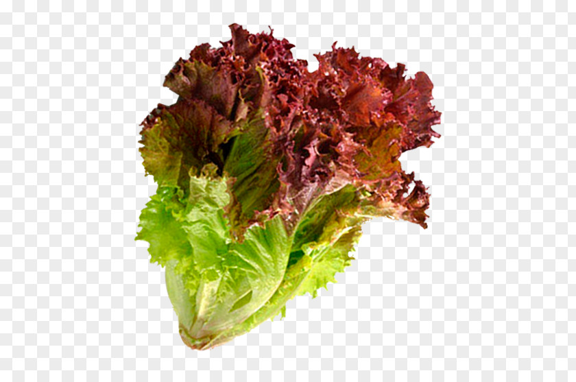 Salad Red Leaf Lettuce Vegetable Scallion PNG