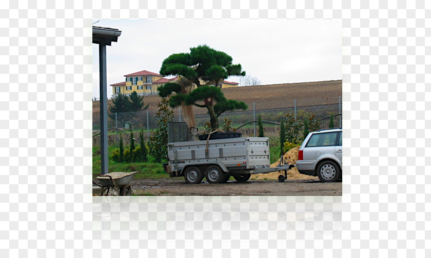 Car Motor Vehicle Plant Community Tree Transport PNG