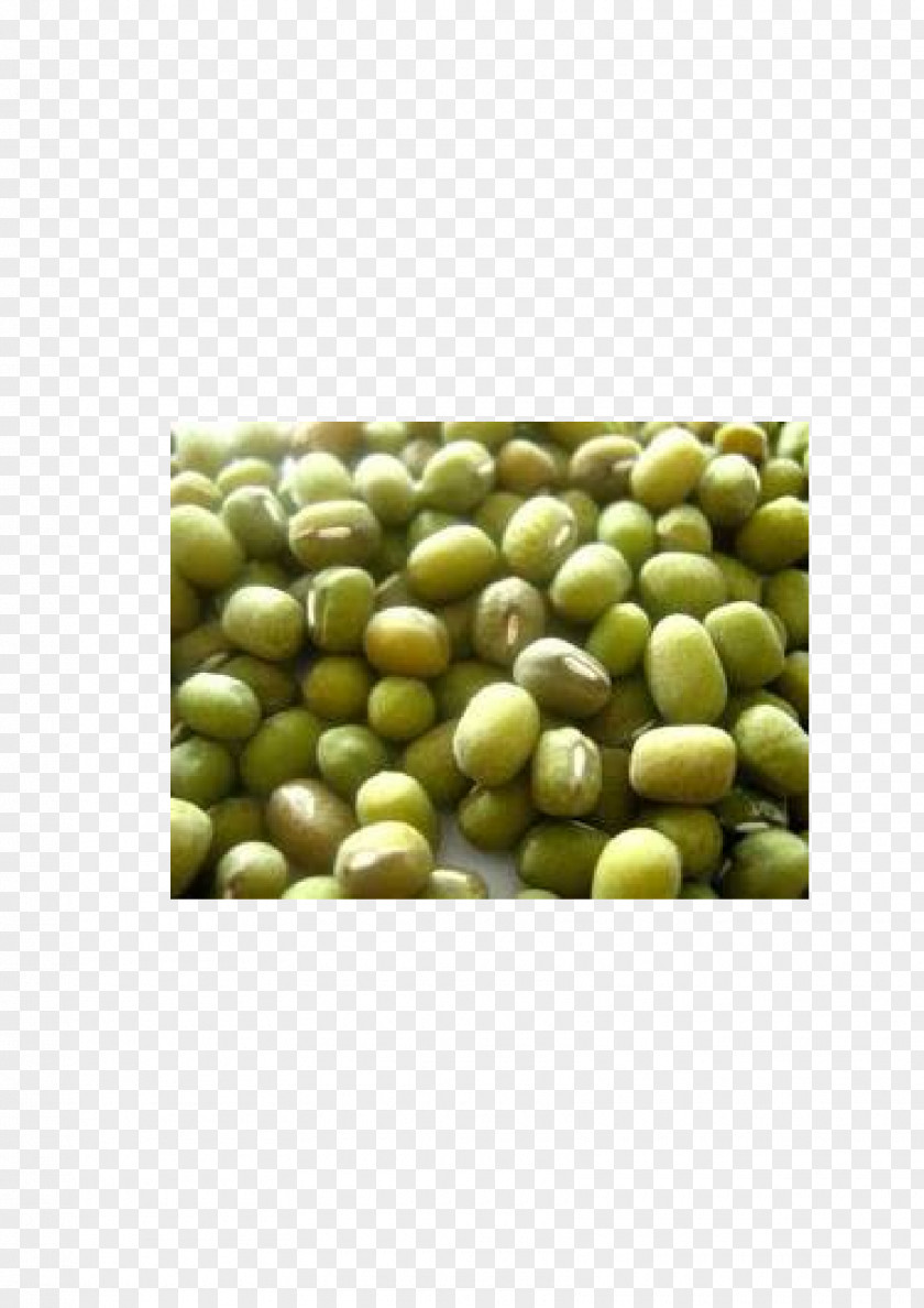 Kacang Hijau Mung Bean Vegetarian Cuisine Superfood PNG