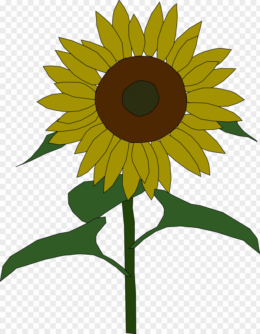 Sunflower Common Seed Drawing Clip Art PNG