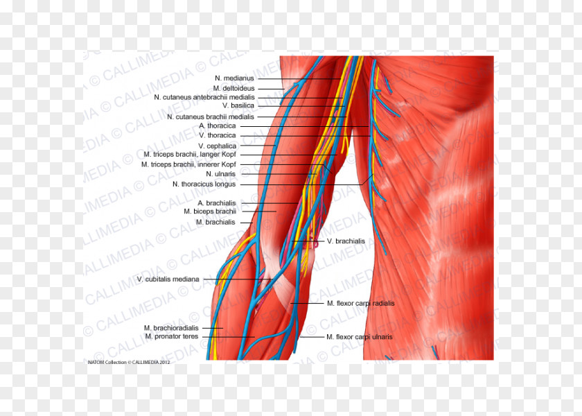Arm Nerve Anatomy Muscle Augšdelms Shoulder PNG