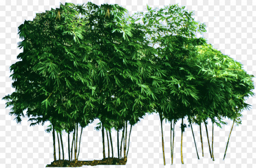 Bamboo Garden Bambusa Vulgaris PNG