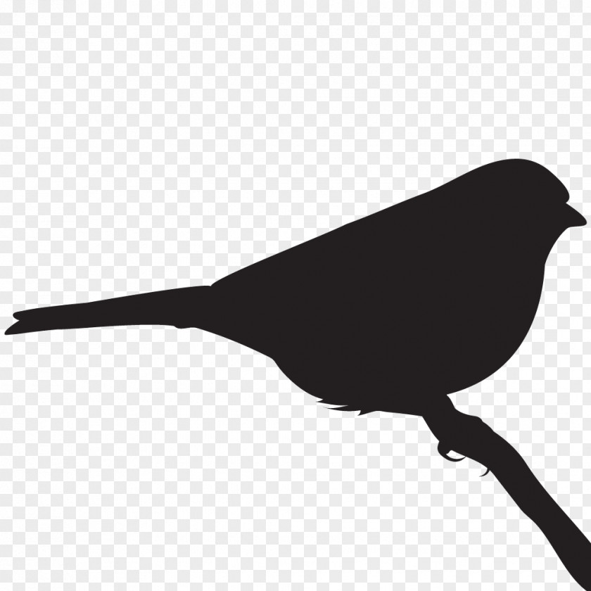 Sparrow Bird Black And White Monochrome Photography Beak PNG