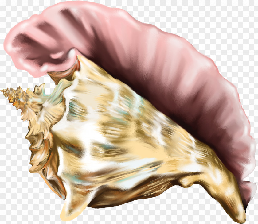 Conch Lord Of The Flies Seashell Clip Art PNG