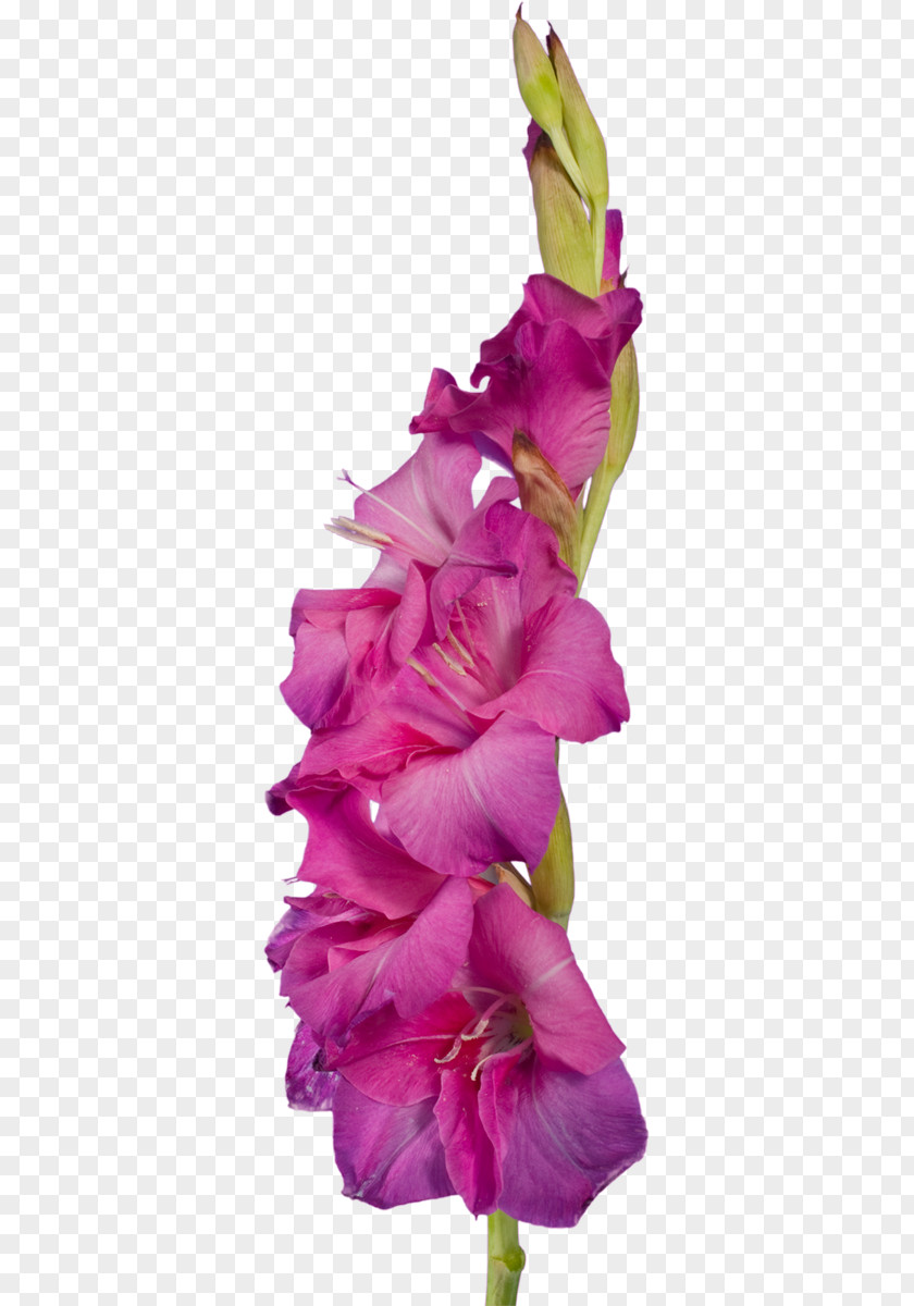 Gladiolus Cut Flowers Plant Stem Clip Art PNG