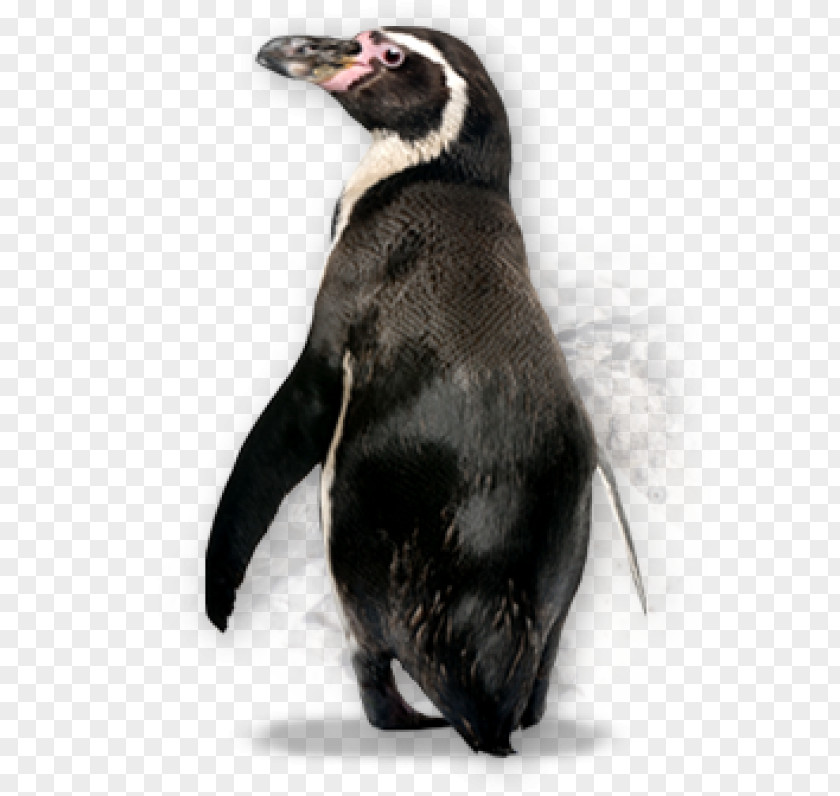 Penguin Transparency Image Kowalski PNG