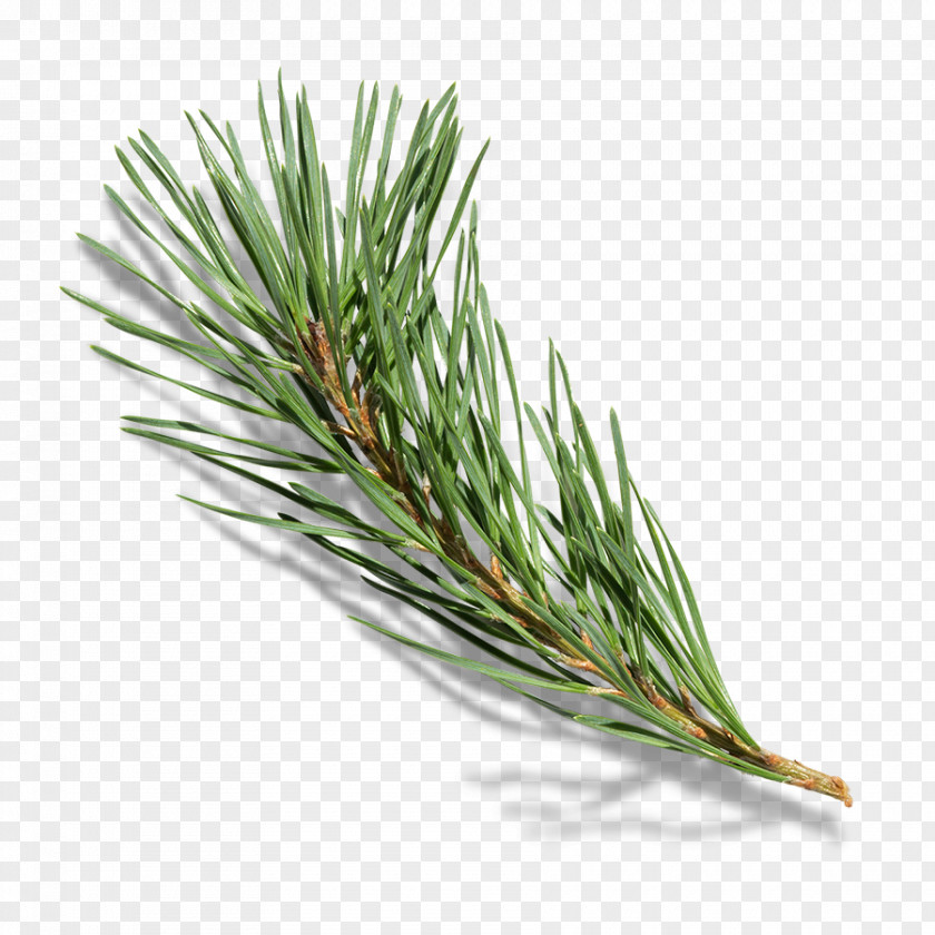 Pine Branches Branch Tree PNG