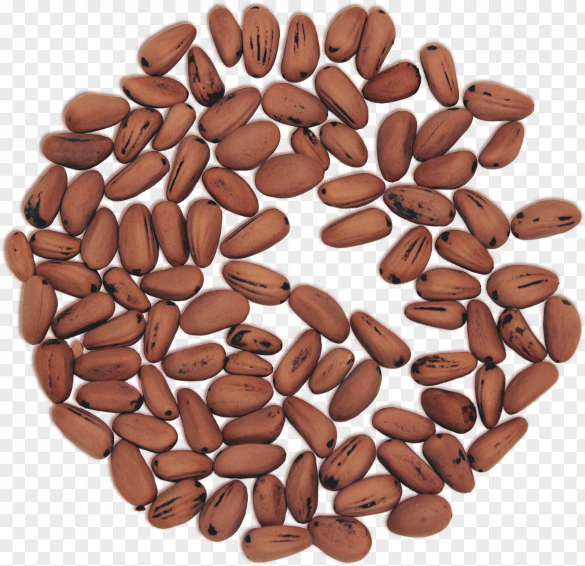Pine Nuts Jamaican Blue Mountain Coffee Nut Seed Bean Ingredient PNG
