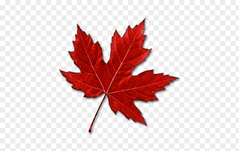Red Maple Leaf Canada Clip Art PNG