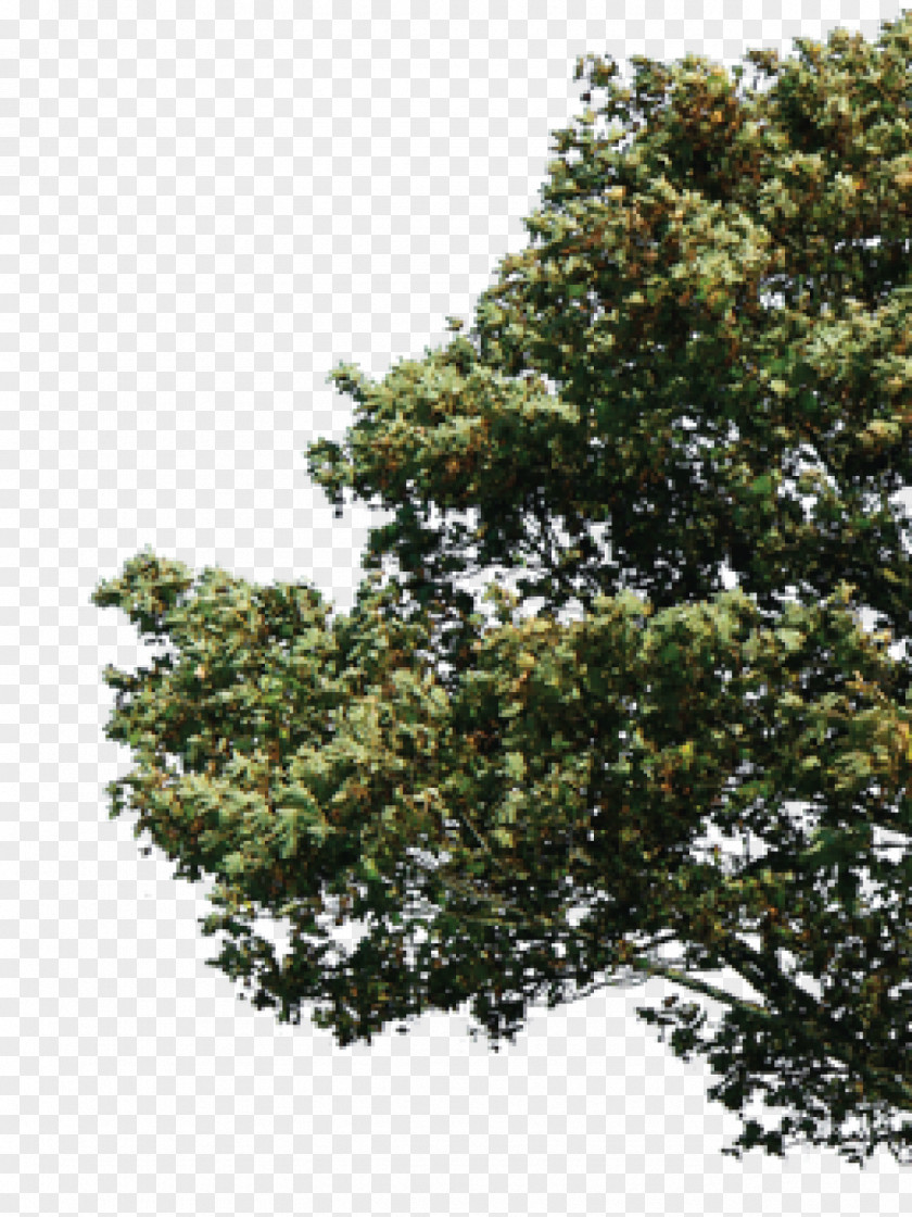 Tree Branch DeviantArt PNG