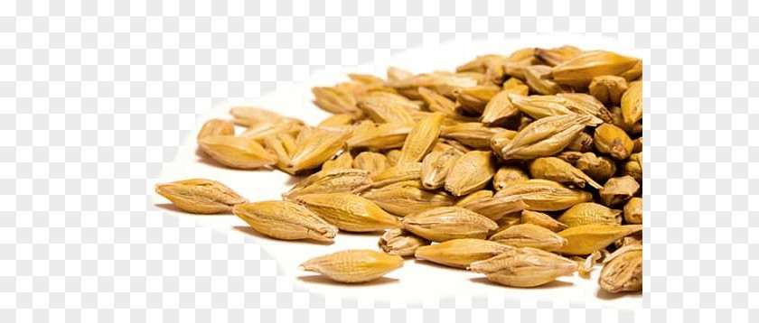 Barley Seed Wheat Grain Coix Lacryma-jobi PNG