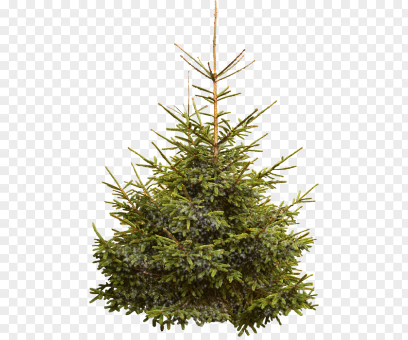 Christmas Tree Nordmann Fir Norway Spruce PNG